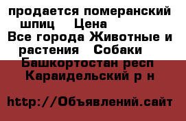 продается померанский шпиц  › Цена ­ 35 000 - Все города Животные и растения » Собаки   . Башкортостан респ.,Караидельский р-н